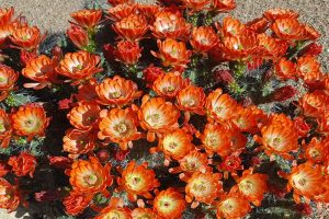 Red-Cactus-Cluster